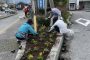 商工会議所前緑地帯　花植えと除草作業実施